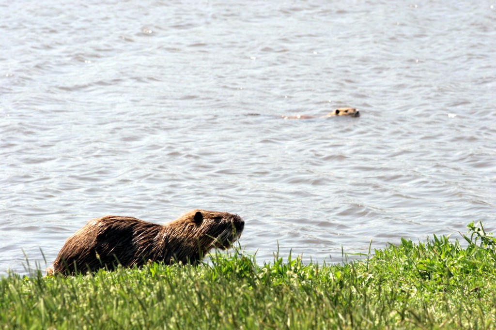 coypus