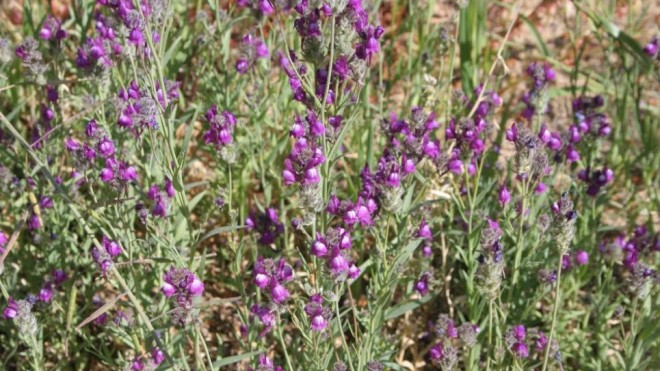 Jaffa-toadflax-965x543