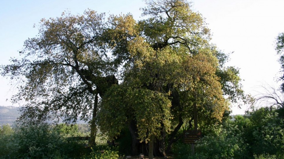 oak-tree-d2983-tzuba--965x543
