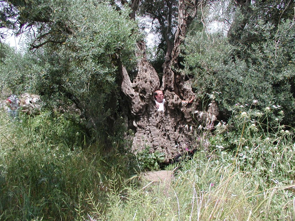 olive-tree-digital1-tzuba