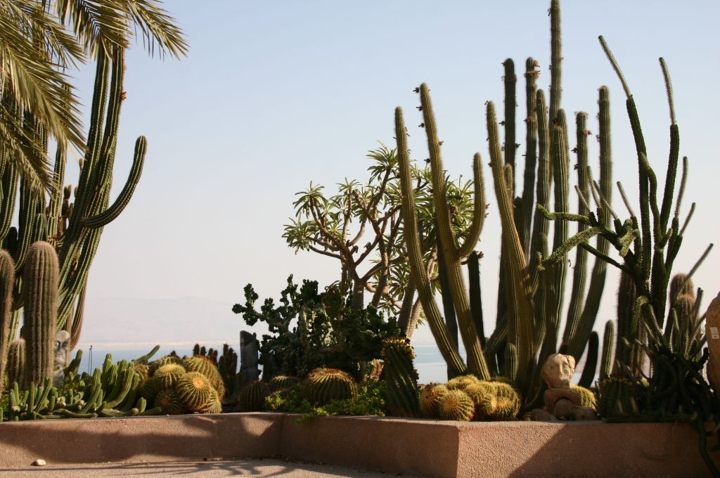 cactus-balcony-botanical-ein-gedi8593
