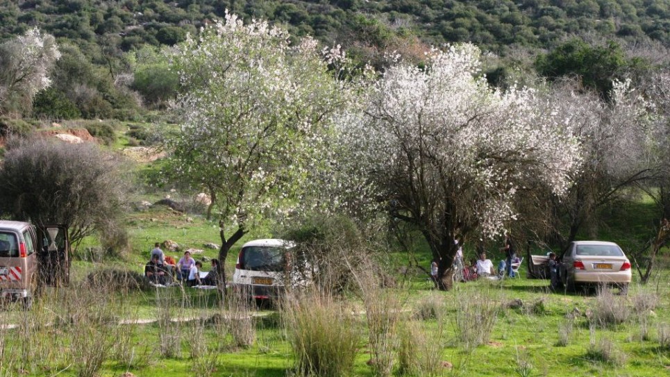 almond-trees-beit-jamal-2-2005-1042-965x543