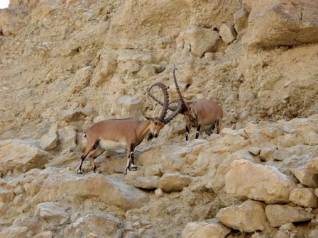 ibex-lock-horns-nahal-david-448x336-custom