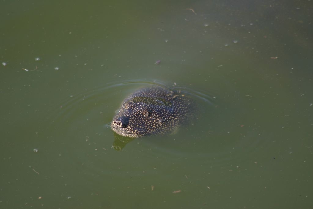 nile-soft-shell-turtle-9658-nahal-alexander-walk